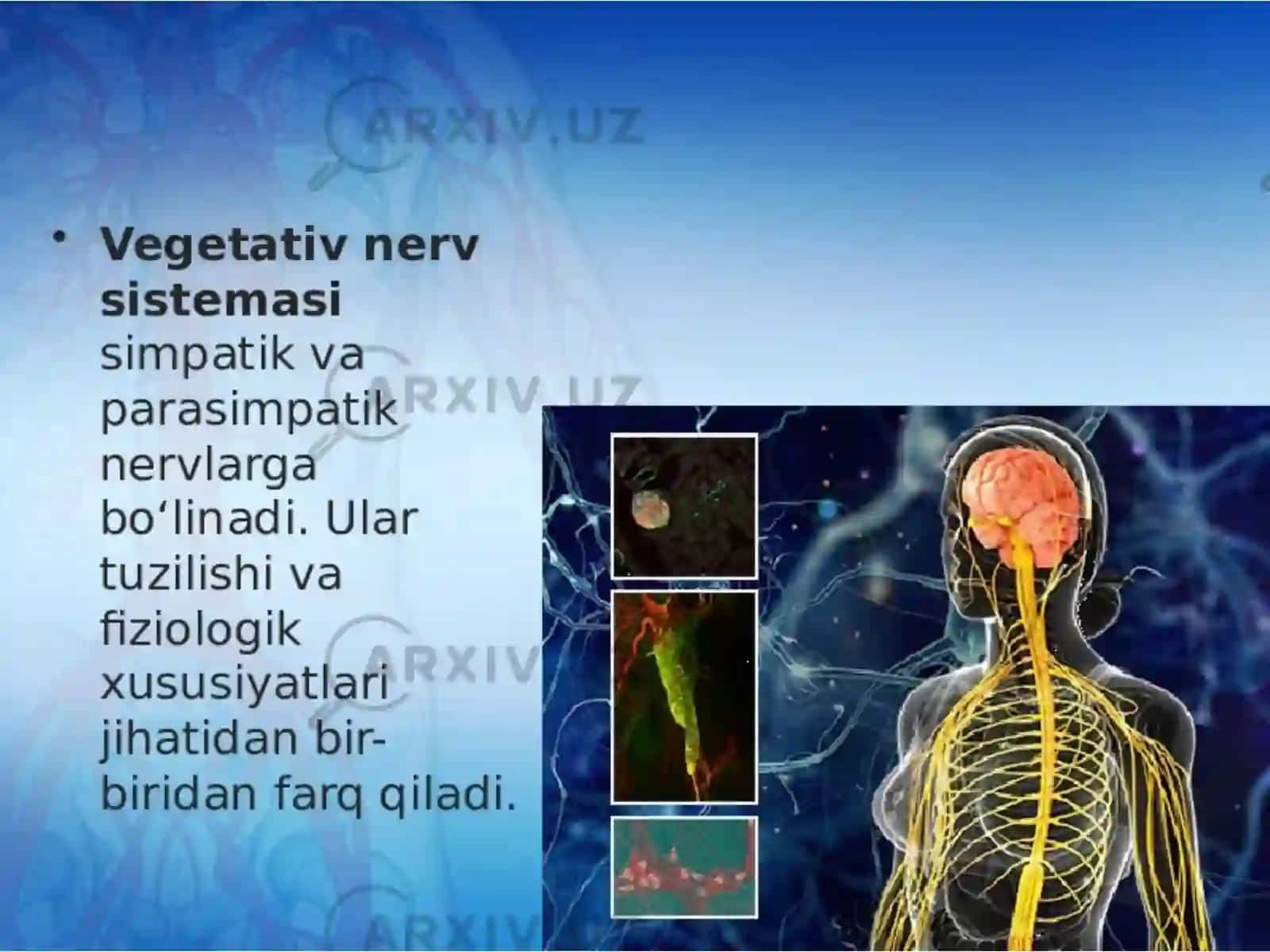 Vegetativ asab tizimining anatomiyasi toʻliq 4