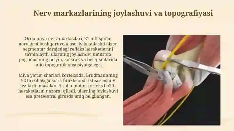 Nerv markazlarining o'ziga xosligi 4