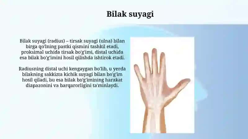 Qo'lning erkin va kamar suyaklari 4