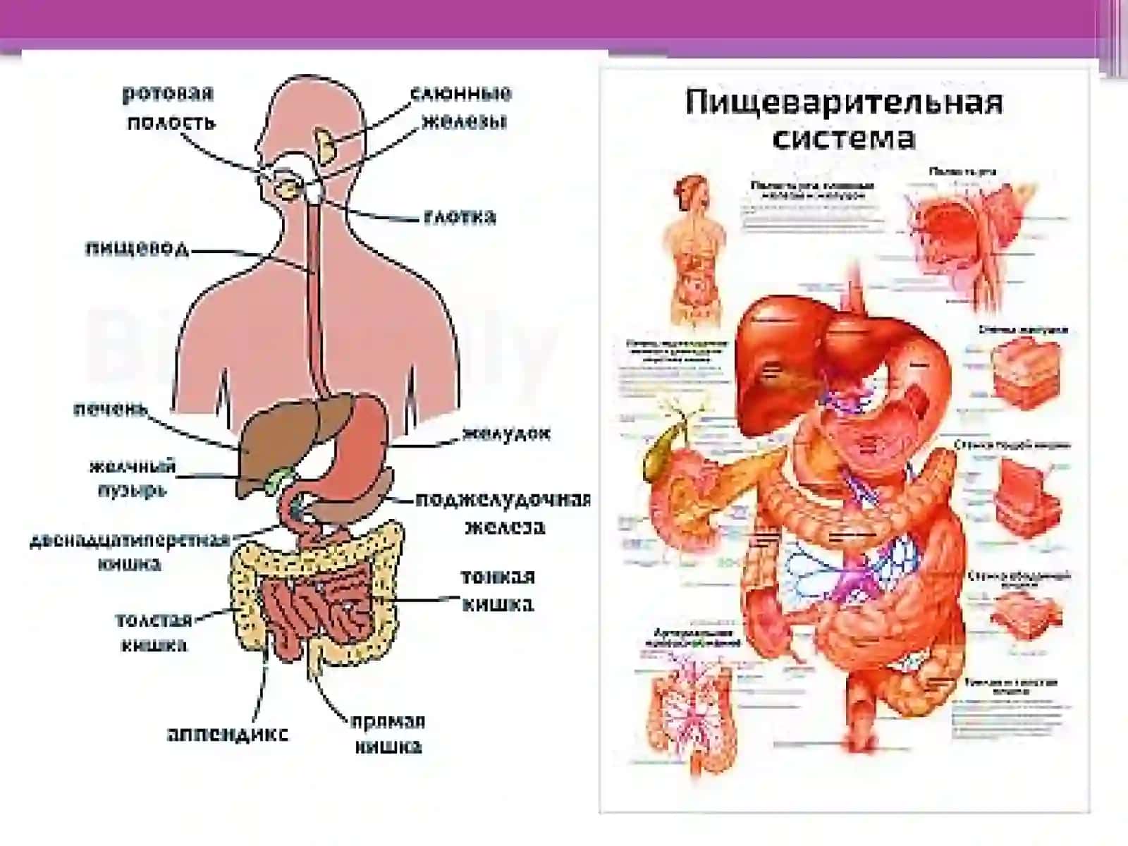Hazma'zolarining rentgenatomiyasi va rivojlanish nuqsonlari 4