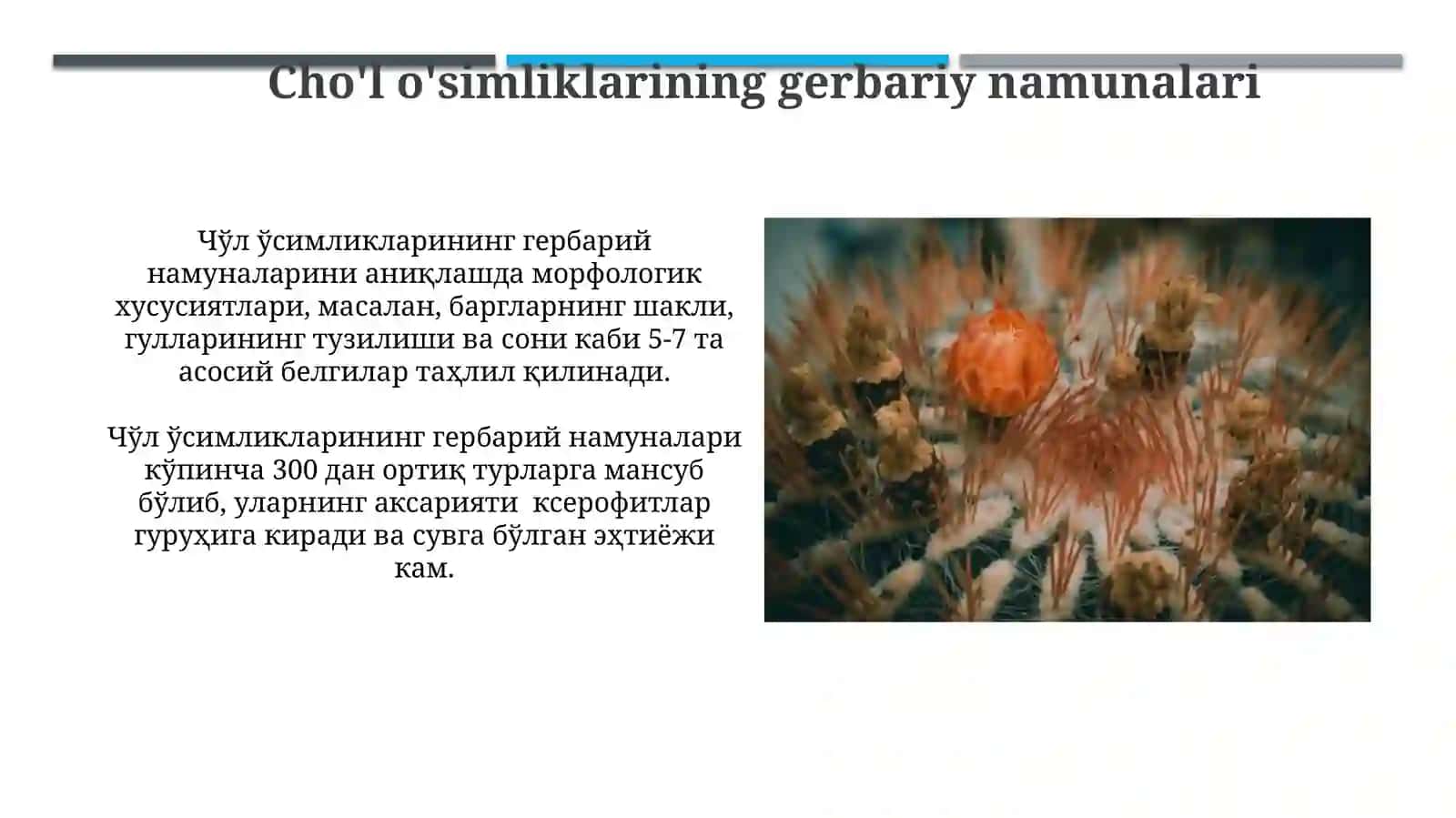 Cho'l o'simliklarini gerbariydan aniqlash va ilmiy nomini yozish 4