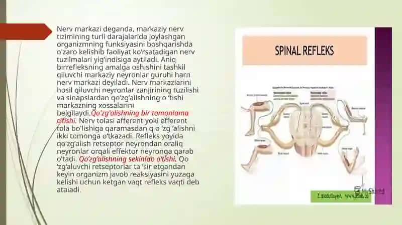 FIZIOLOGIYA fanidan tayyorlagan MUSTAQIL ISHI 4