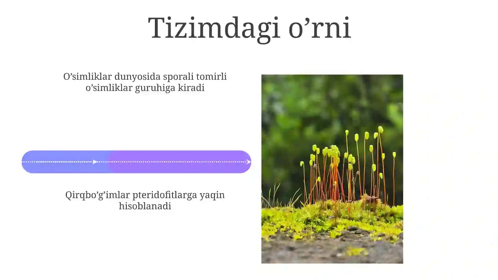Qirqbo’g’im toifalar (Equisetophyta) o’simliklarning hayotiy sikli va vegetativ ko’payish sikli 4