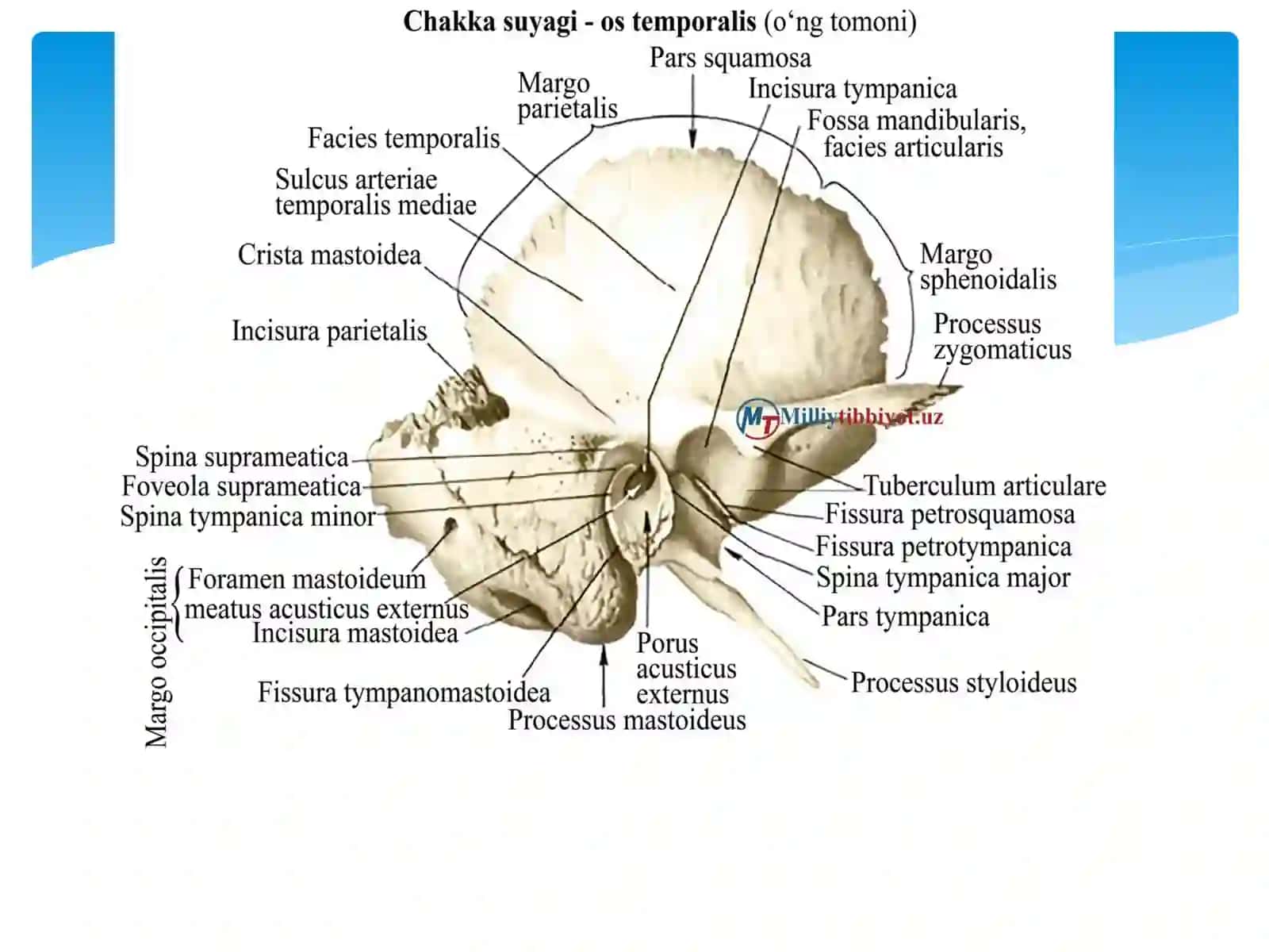 Chakkasuyakining tuzulishi va yashay olgani 4
