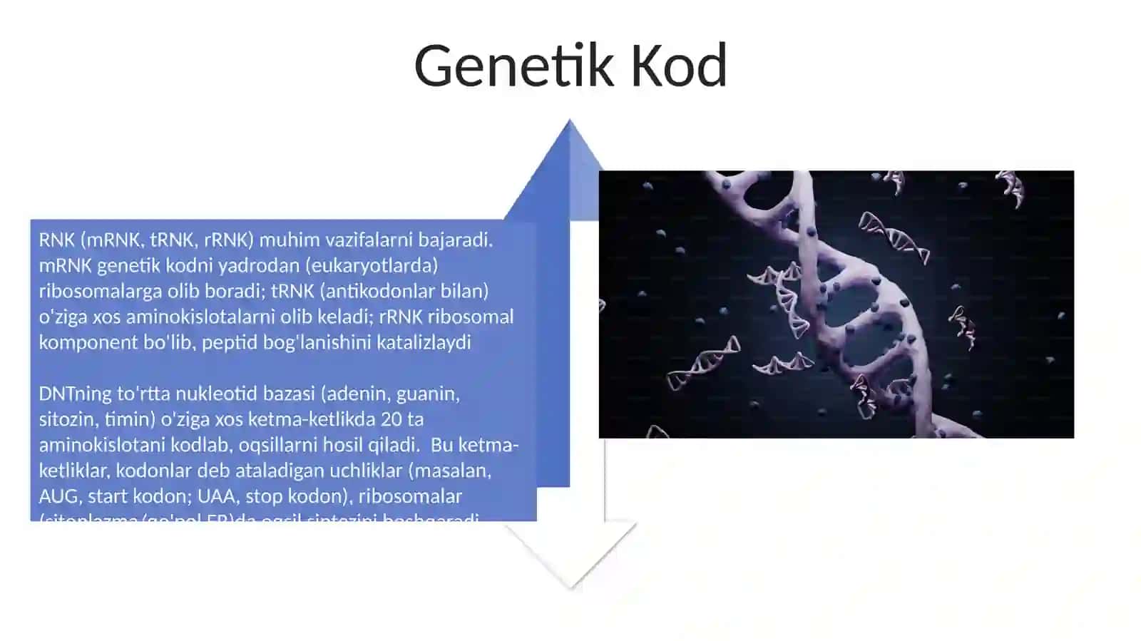 Nuklein kislotalar va irsiy belgilarining nasldan-naslga o‘tishdagi roli 4