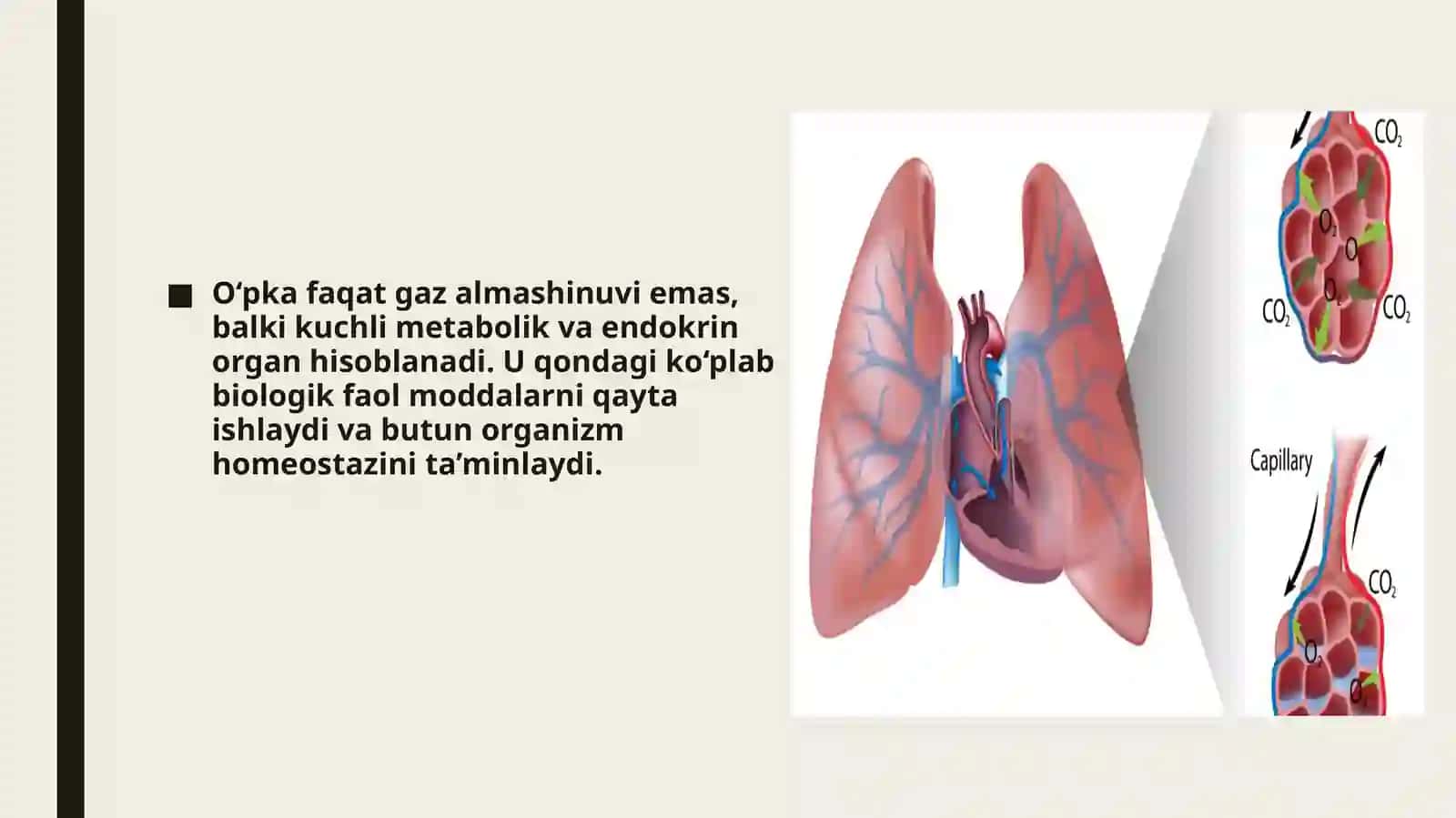 O‘PKANING METABOLIK FUNKSIYALARITAYYORLADI: 2-DAVOLASH FAKULTETI 307"A” GURUH TALABASI BARATOVA MOHICHEHRA 4