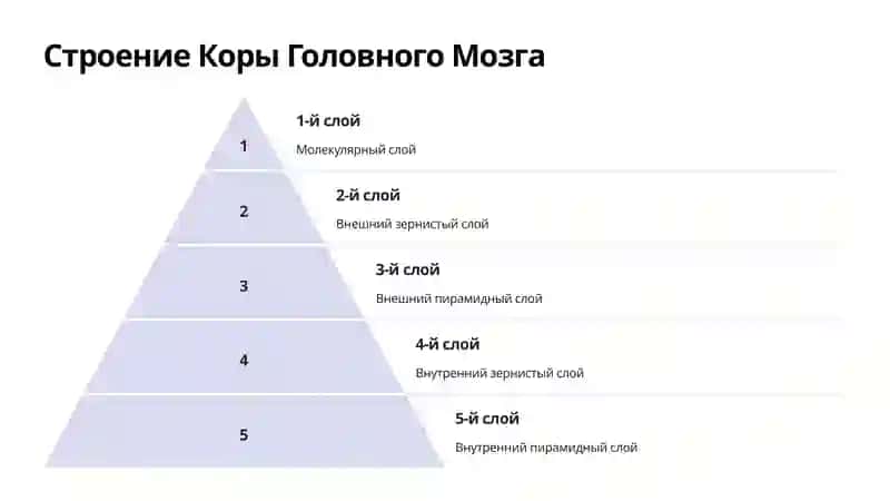 Конечный Мозг: Борозды и Извилины 4