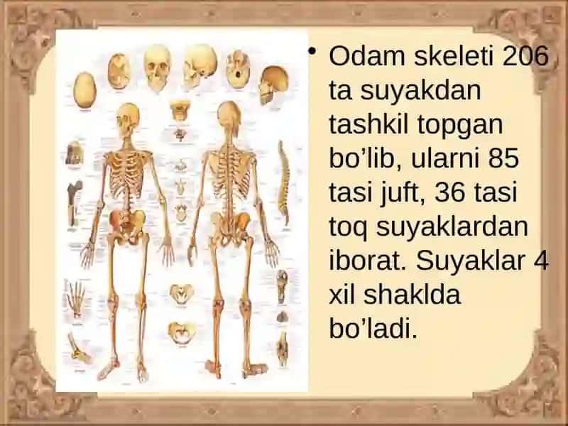 Tayanch va harakat tizimi 4
