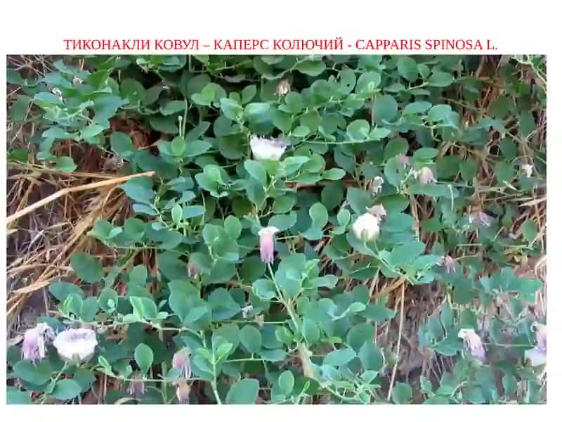 Тиконакликовул – Каперс колючий 4