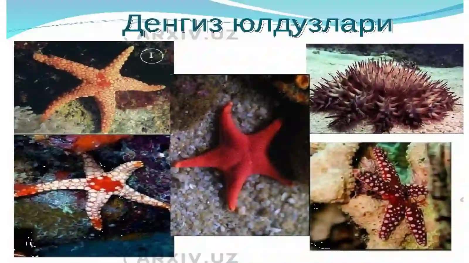 IGNATANLILARDENGIZYULDUZLILARI SINFI 4