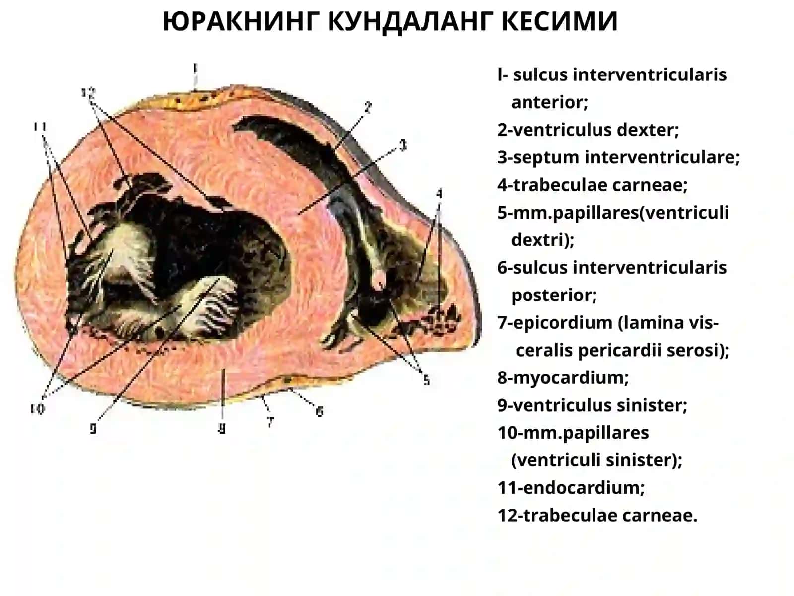 Yurak va tomirlar anatomiya va fizalogiyasi 4
