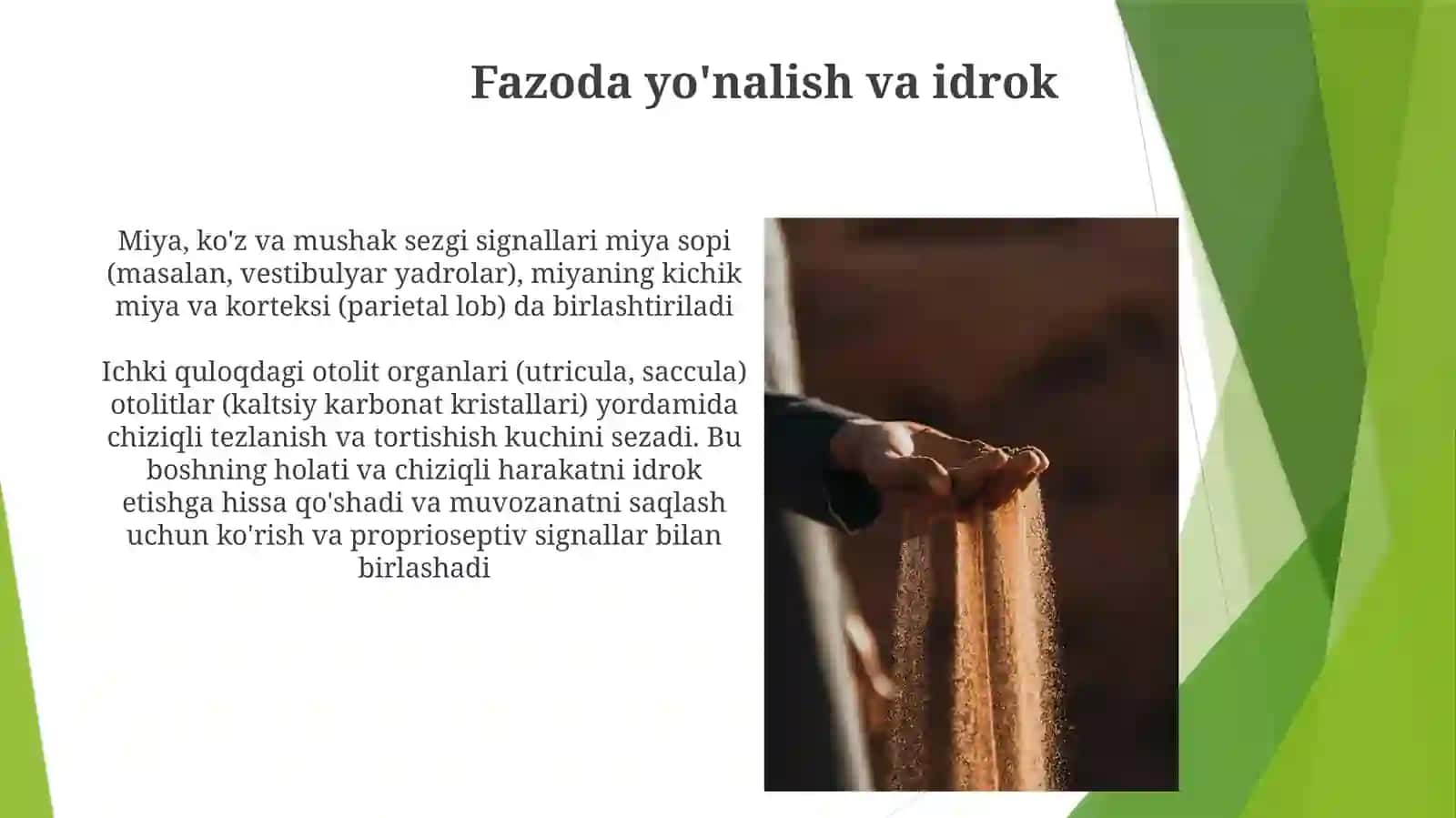 Eshotuvvavestebuliyaranalizatorfiziologiyasi 4