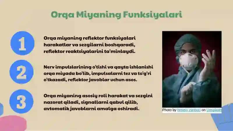 Markaziy nerv sistemasi va orqa miyaning tuzilishi 4