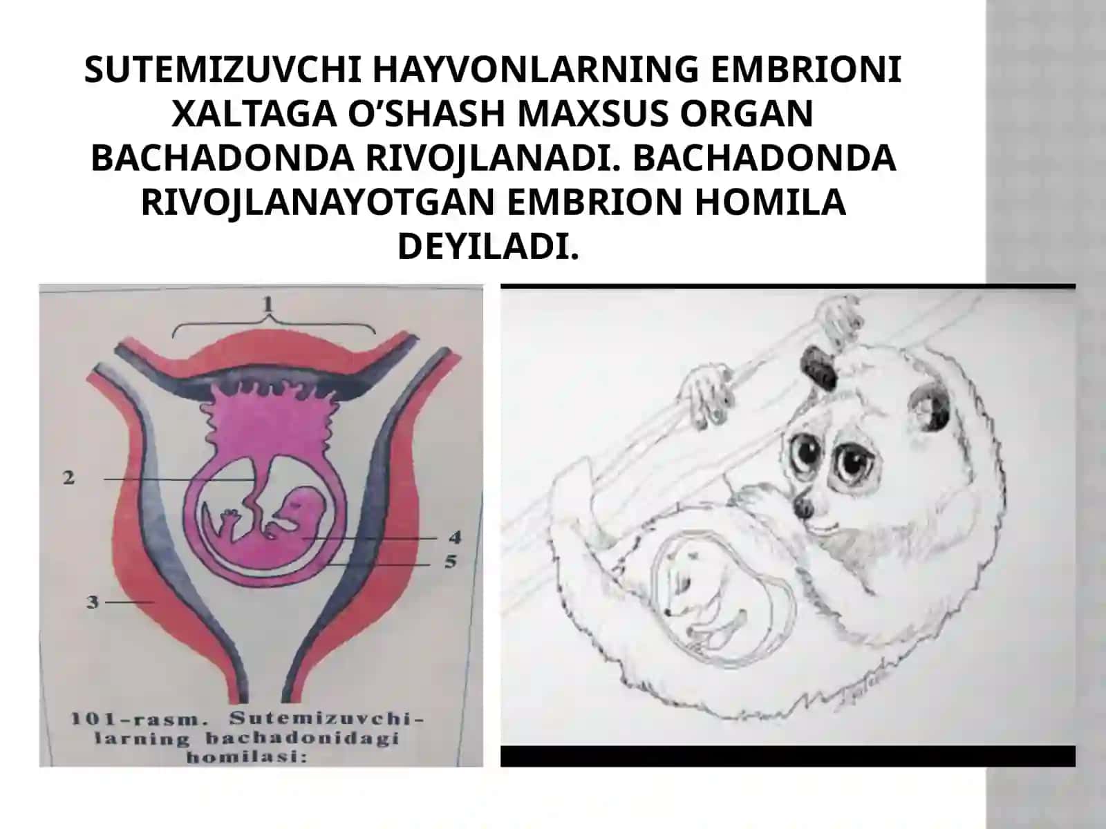SUTEMIZUVCHILAR NING KO’PAYISHI, RIVOJLANISHIVAKELIB CHIQISHI 4