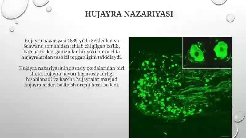 Hujayratuzilishi va nazariyasi 4