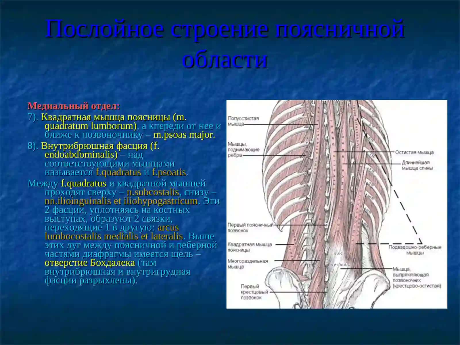 Поясничная область и забрюшинное пространство 4