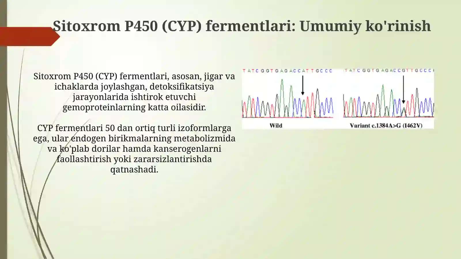 Sitoxrom P450 polimorfizmi va kimyoviy kanserogenez 4