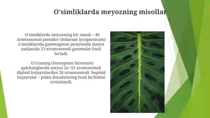 Gulli oʻsimliklar olamida amitoz, mitoz va meyozning ahamiyati 4