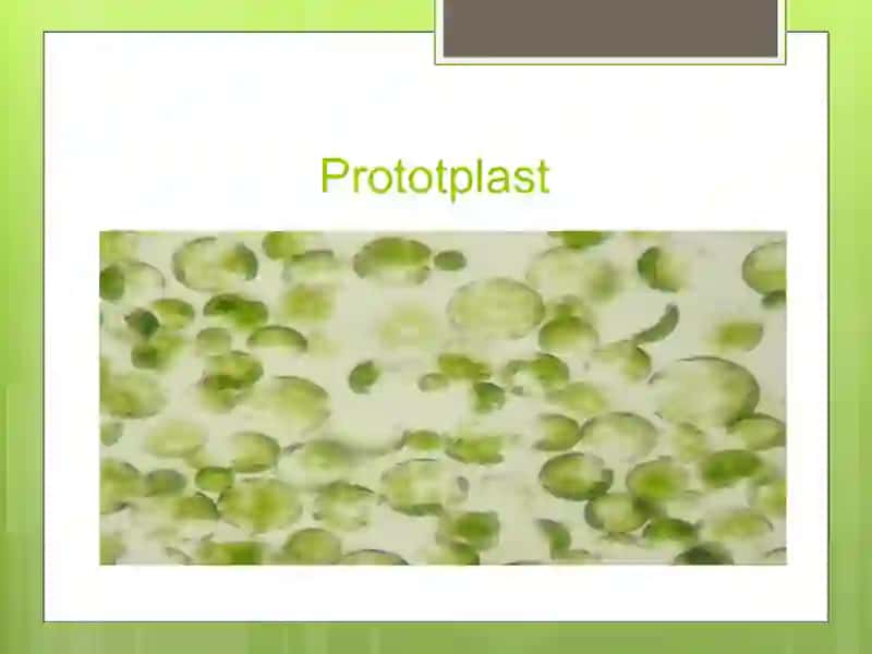 Protoplast hosilalari 4