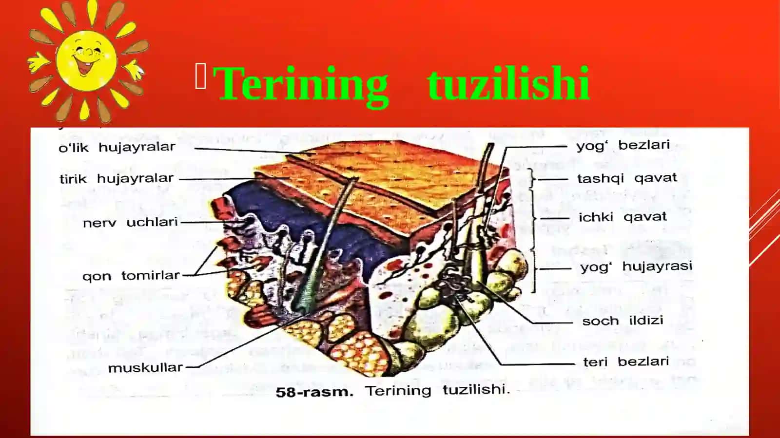 Terining tuzilishi va funksiyasi 4