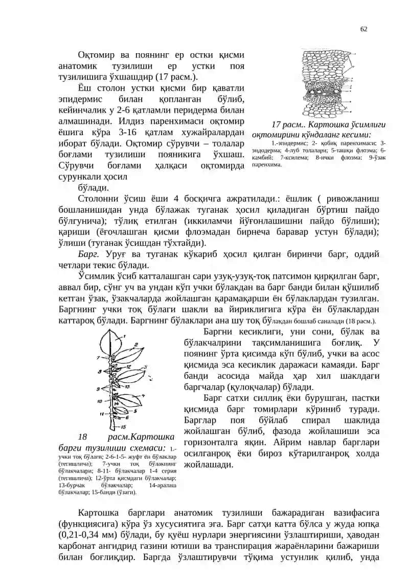 Картошкани ботаник тавсифи ва биологик хусусиятлари 4