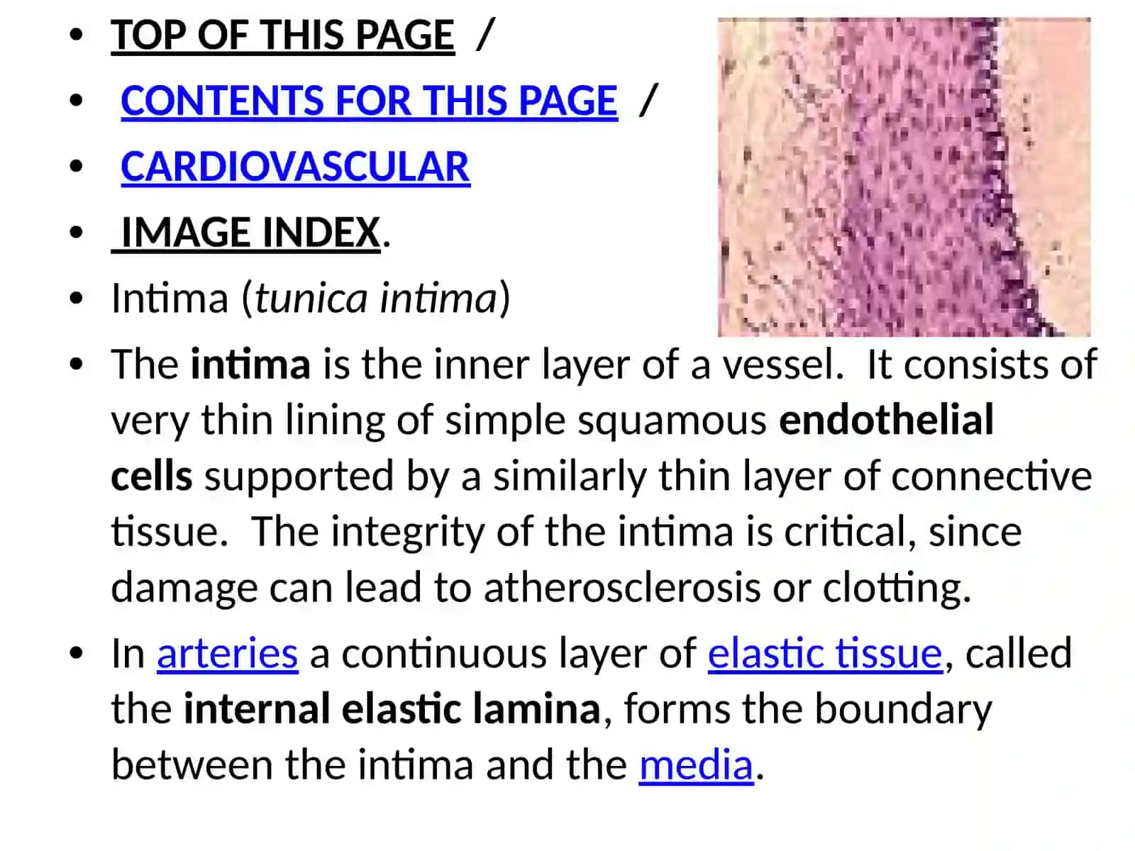 Blood vessels 4