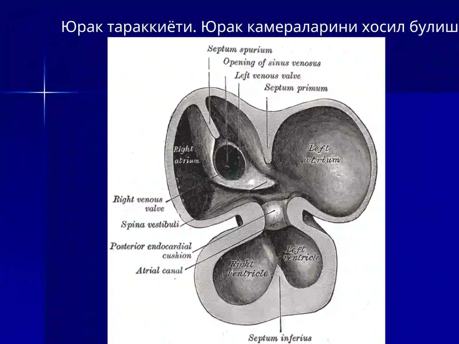 КОН-ТОМИР ТИЗИМИНИНГ УРГАНИШГА КИРИШ. ЮРАК. АОРТА. ТАШКИ ВА ИЧКИ УЙКУ АРТЕРИЯЛАР. УМРОВ ОСТИ АРТЕРИЯСИ. БОШ МИЯНИНГ КОН БИЛАН ТАЪМИНЛАНИШИ. КУЛНИНГ КОН БИЛАН ТАЪМИНЛАНИШИ 4