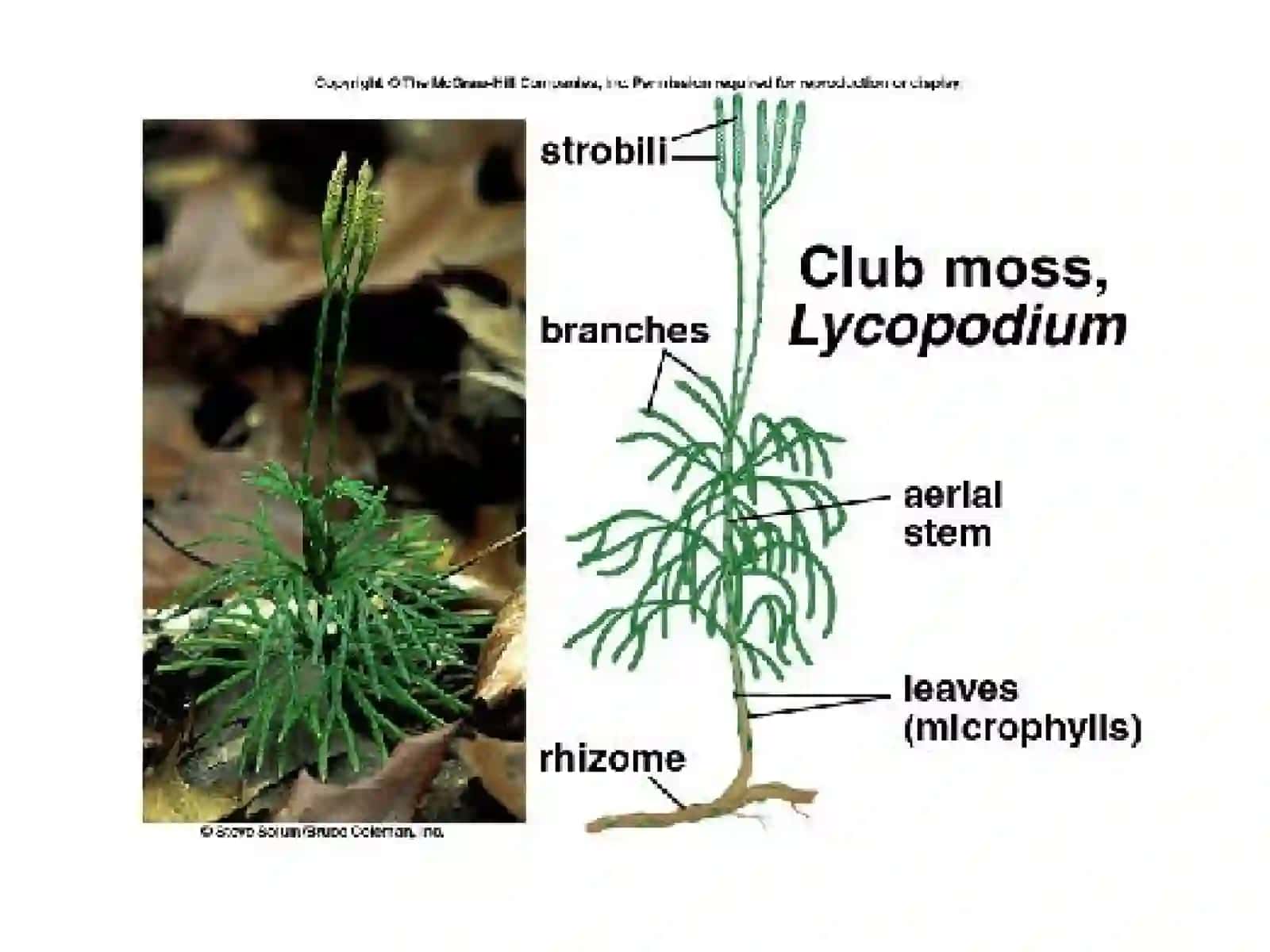 Lycophyta 4
