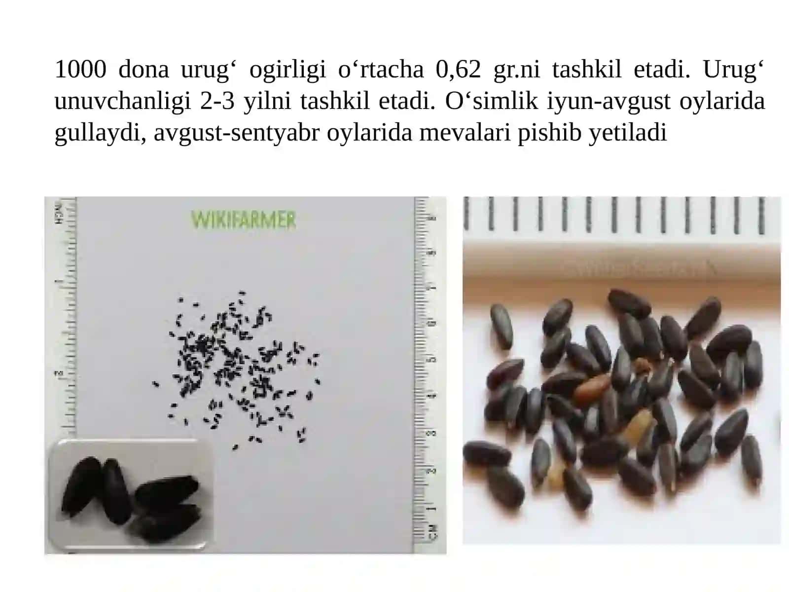 Limono‘t o‘simligini yetishtirish texnologiyasi 4