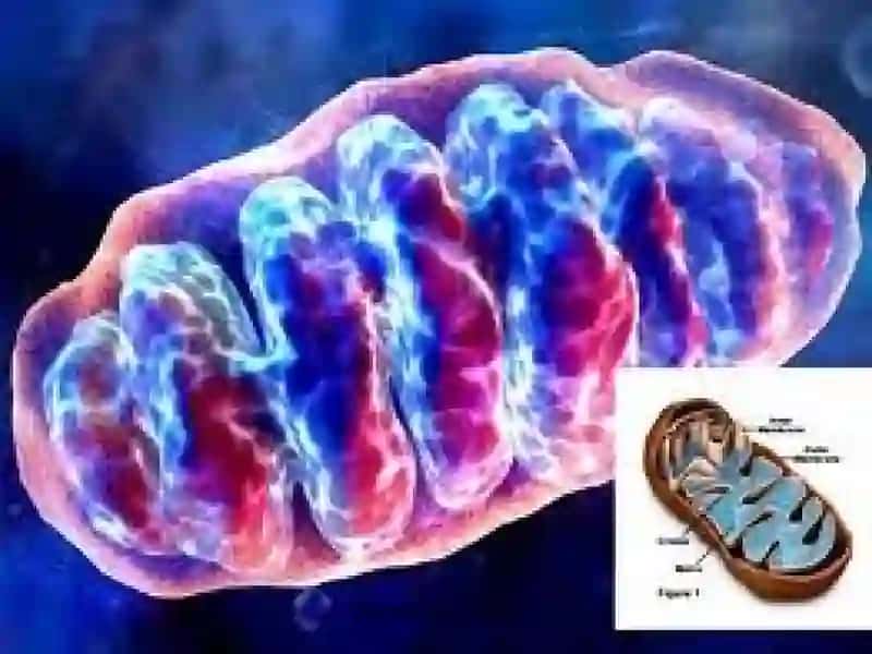 Mitoxodriya va Plastidalar 4
