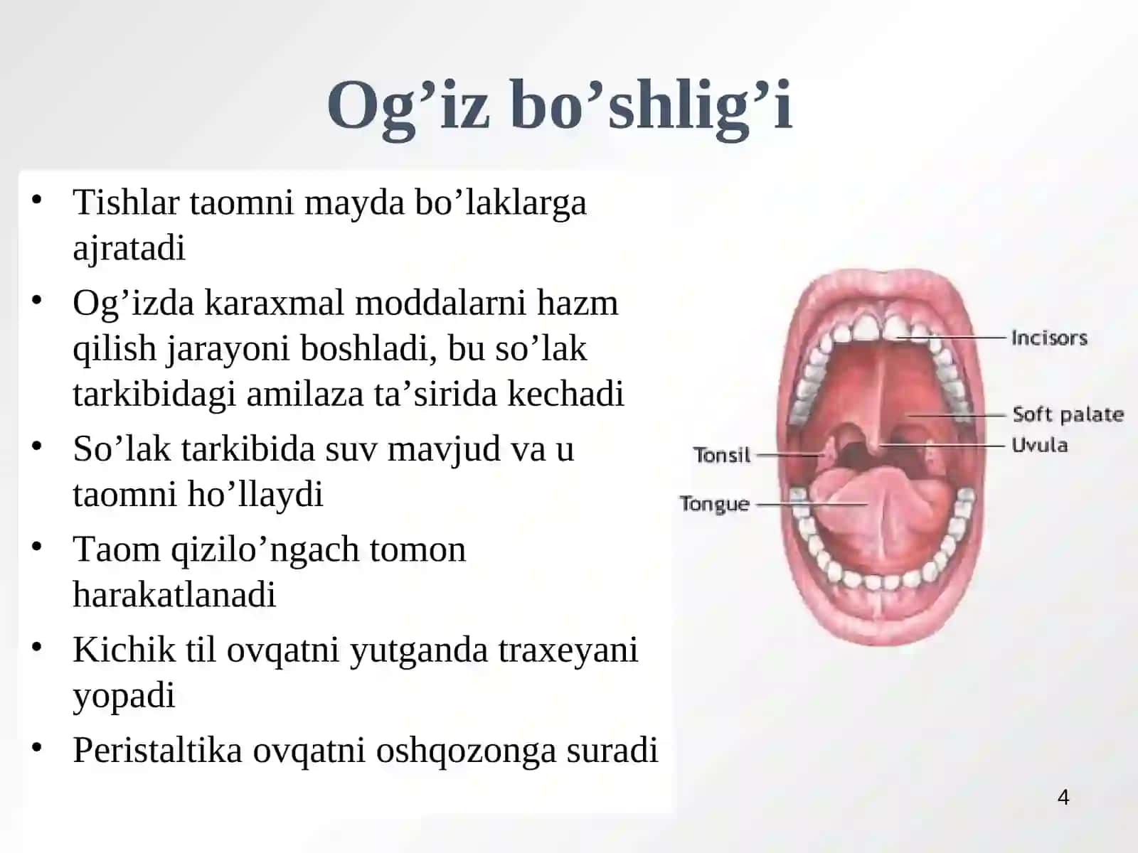 Ovqat hazm qilish a’zolarining tuzilishi va vazifasi 4