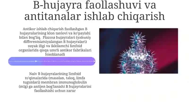 Hujayraviy va gumoral immunitetni sodir qiluvchi immunologik tizim 4