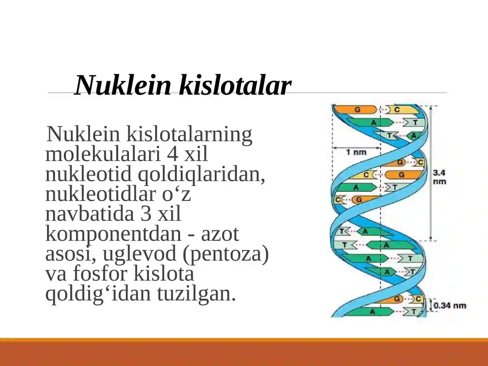 Nuklein kislotalar: tuzilishi, xossalari va biologik funksiyalari 4
