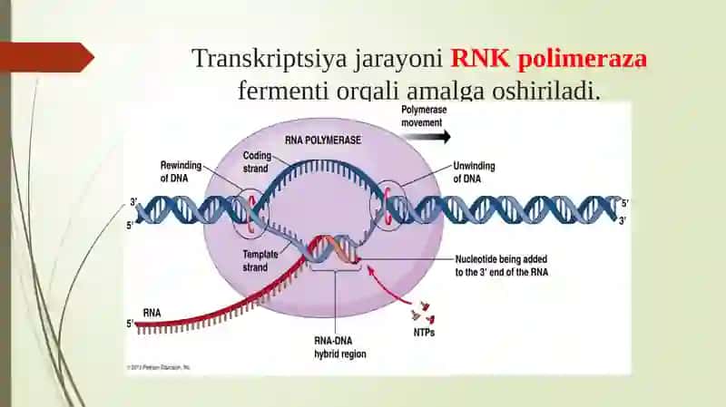 Oqsilbiosintezi va uning boshqarilishi 4