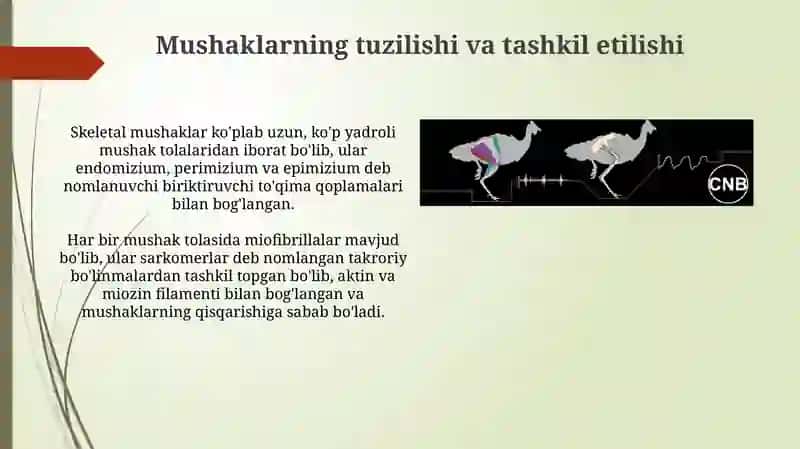 Mushak Biomekanikasi 4