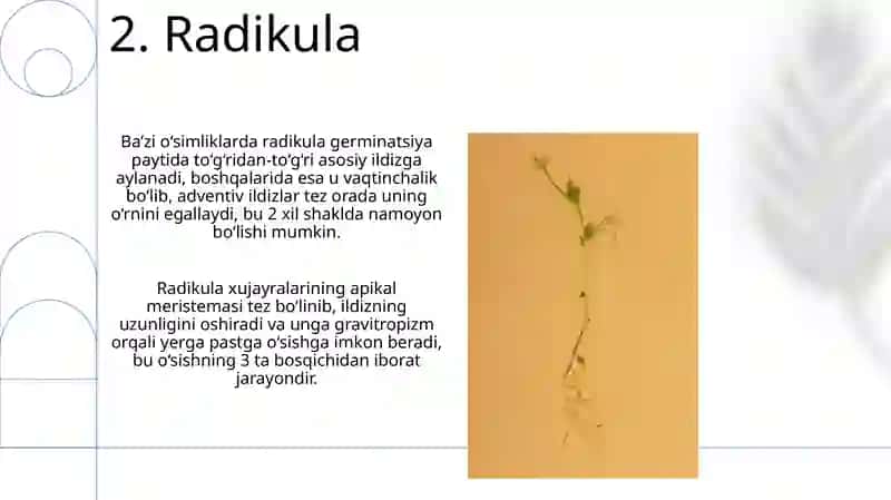 Donlarning anotomik va morfologik tuzilishi 4
