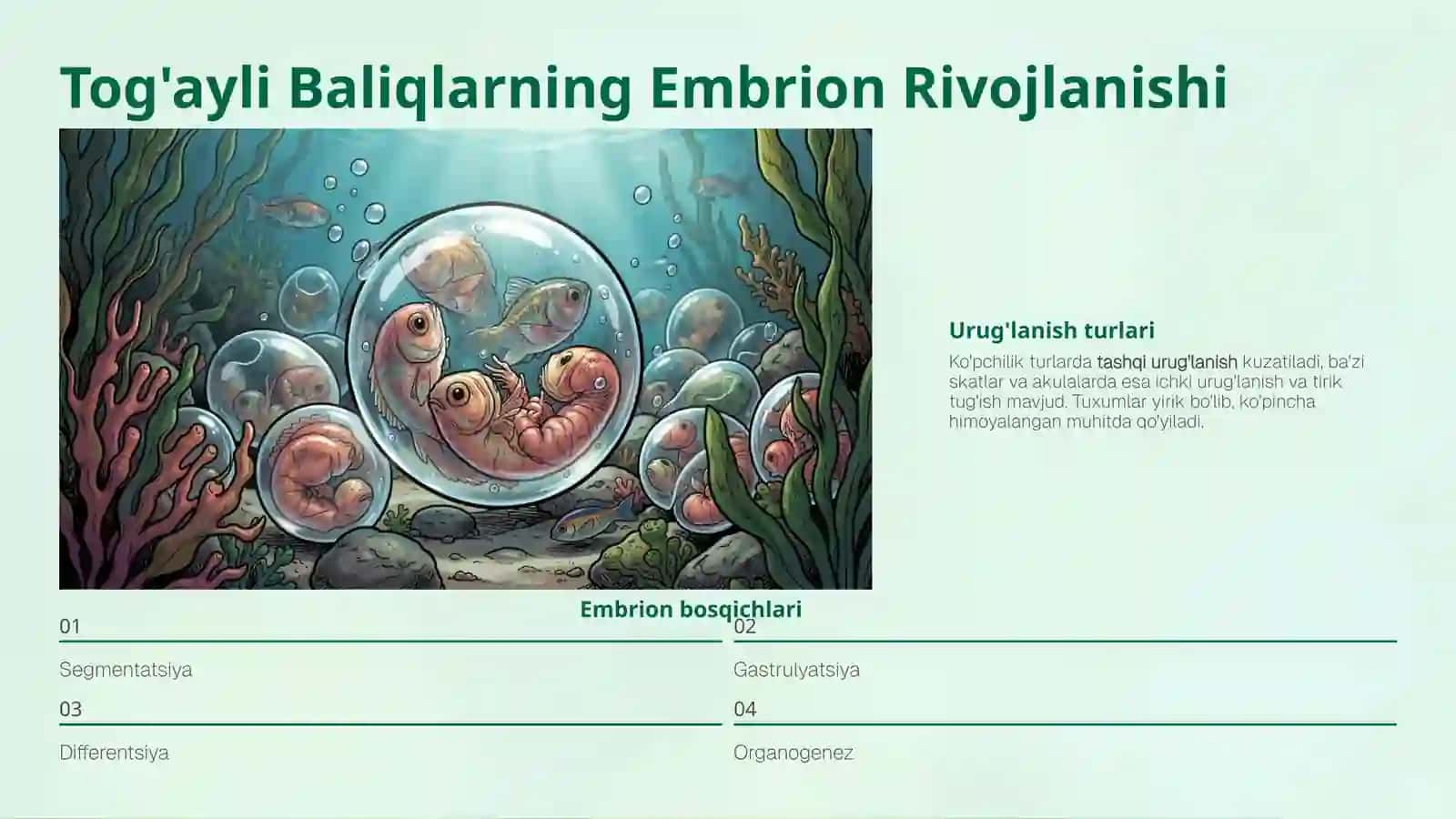 Tog'ayli Baliqlarning Individual Rivojlanishi 4