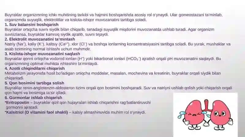 Ichki muhitning tarkibi va hajmi boshqarishda buyraklarning ahamiyati.siydik konsentratsiyasi va xujayralararo suyuqlikni boshqarilishi.Buyraklar faoliyatining boshqarilishi 4