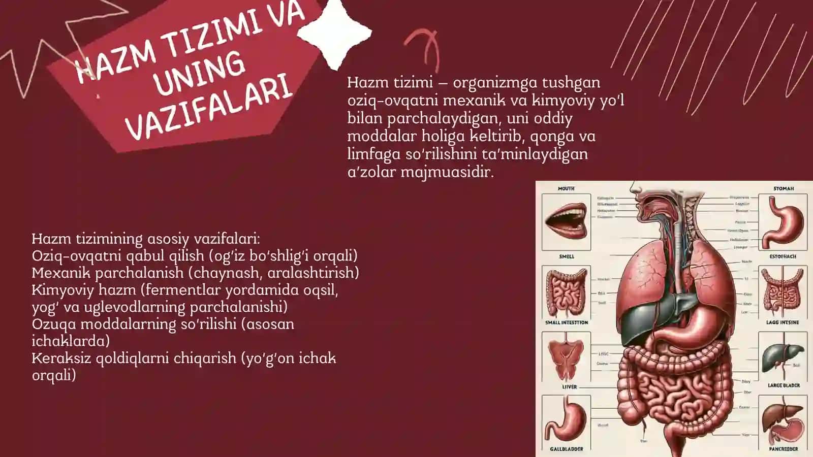 Hazm tizimi va uning vazifalari 4