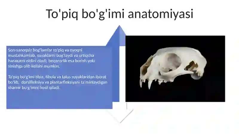 Chanoq kamari va oyoqning erkin suyaklari 4
