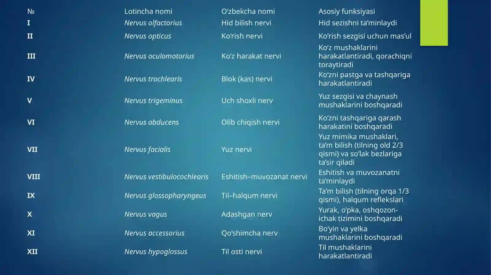 Bosh miya nervlari 4
