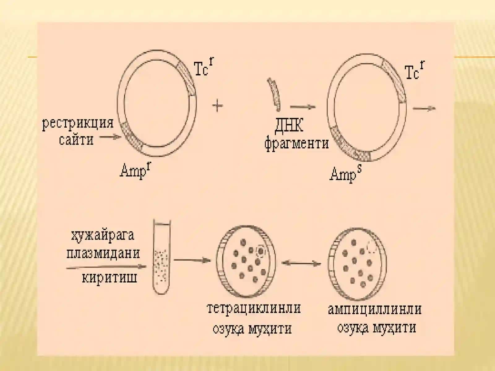 Rekombinant DNK texnologiyasi 4