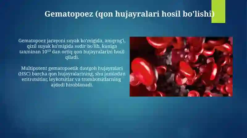 Qon hujayralari va shaklli elementlari 4