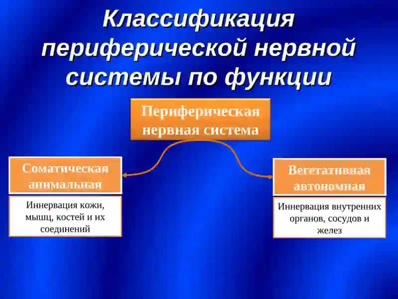 Периферическая нервная система 4