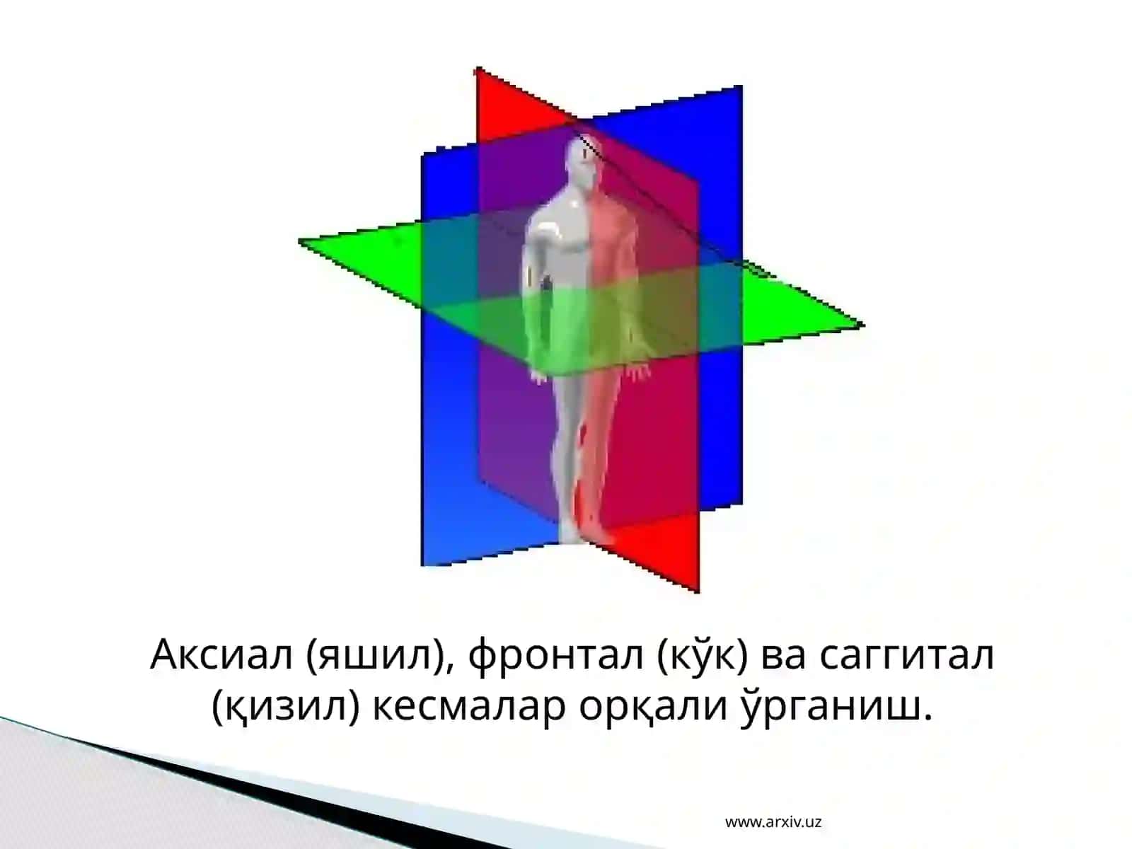 Одам анатомияси ва антропология асослари фанининг мазмуни 4