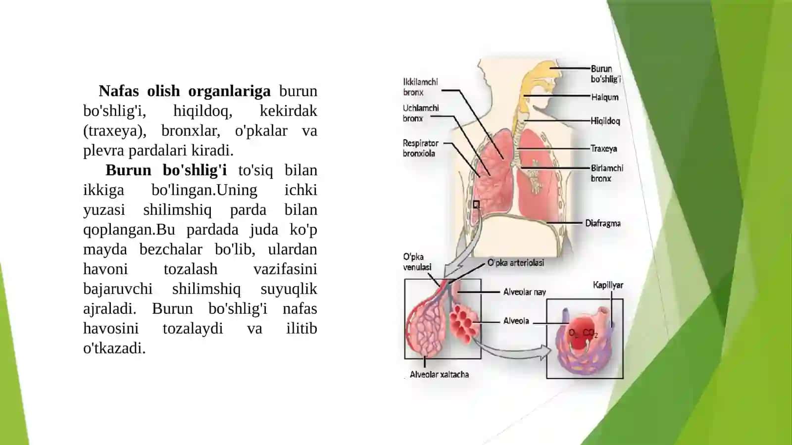 Yosh fiziologiyasi va gigiyenasi 4