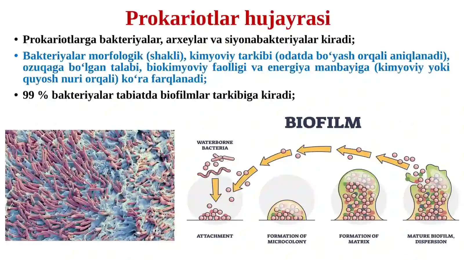 MIKROORGANIZMLARNING HUJAYRA TUZILISHI VA KIMYOVIY TARKIBI 4