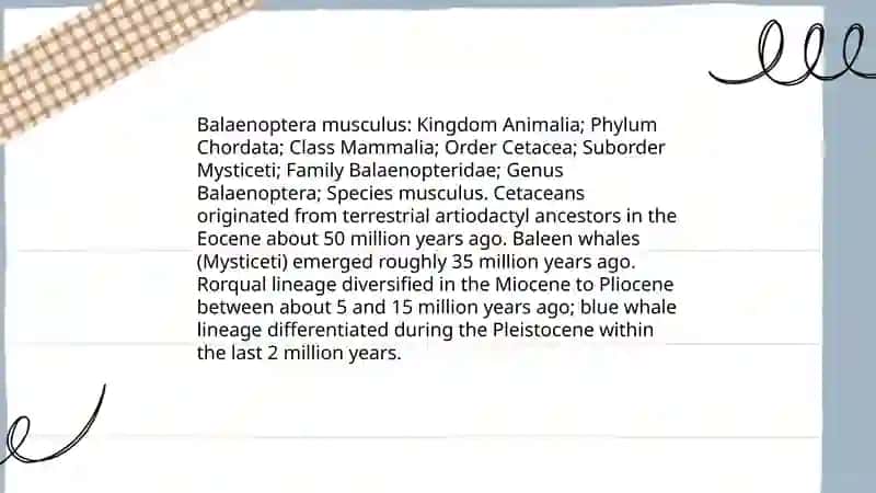 The_Blue_Whale_Presentation 4