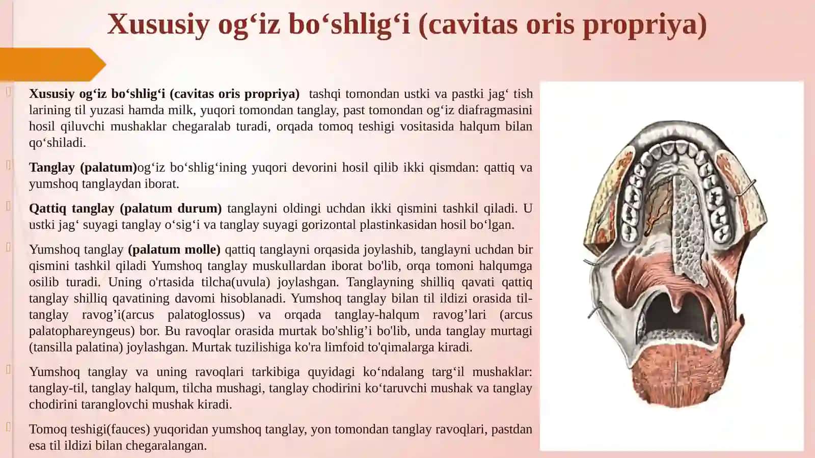 OVQAT HAZM QILISH TIZIMI.OG‘IZ BO‘SHLIG‘I 4
