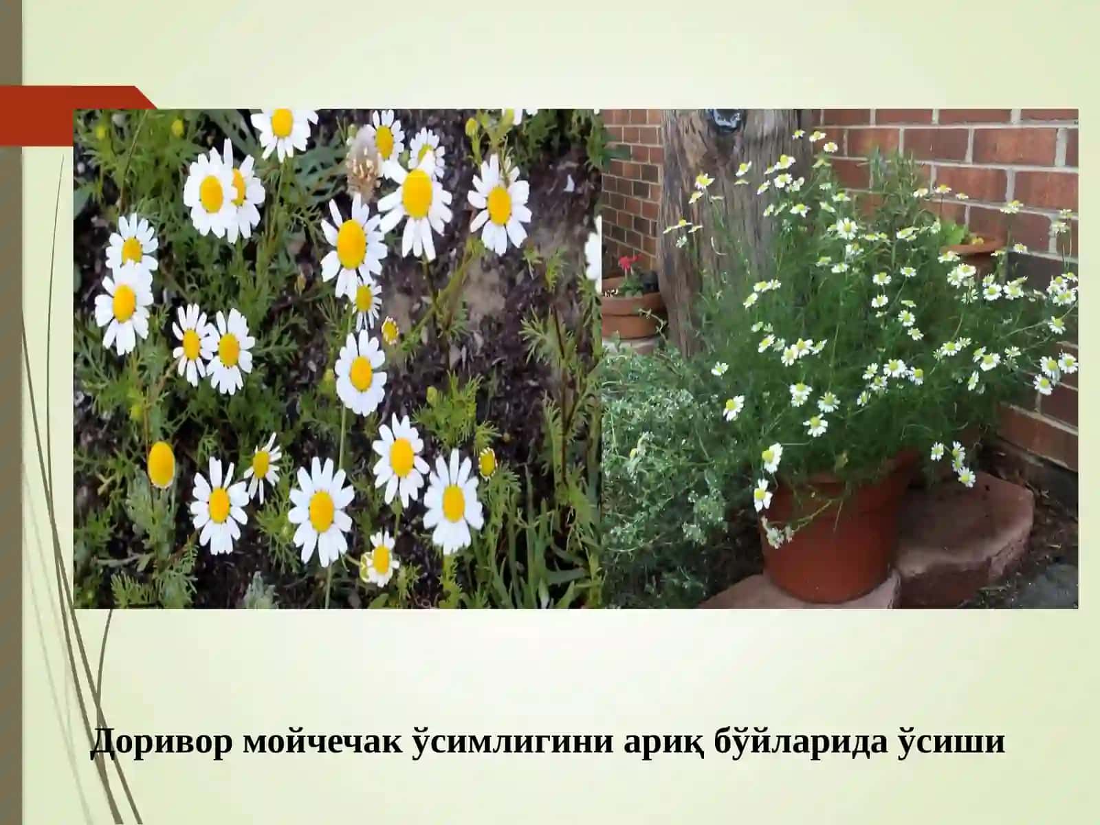 Доривор мойчечак(Matricaria recutita L) ўсимлигининг агротехнологияси ва дориворлик хусусиятларини ўрганиш 4
